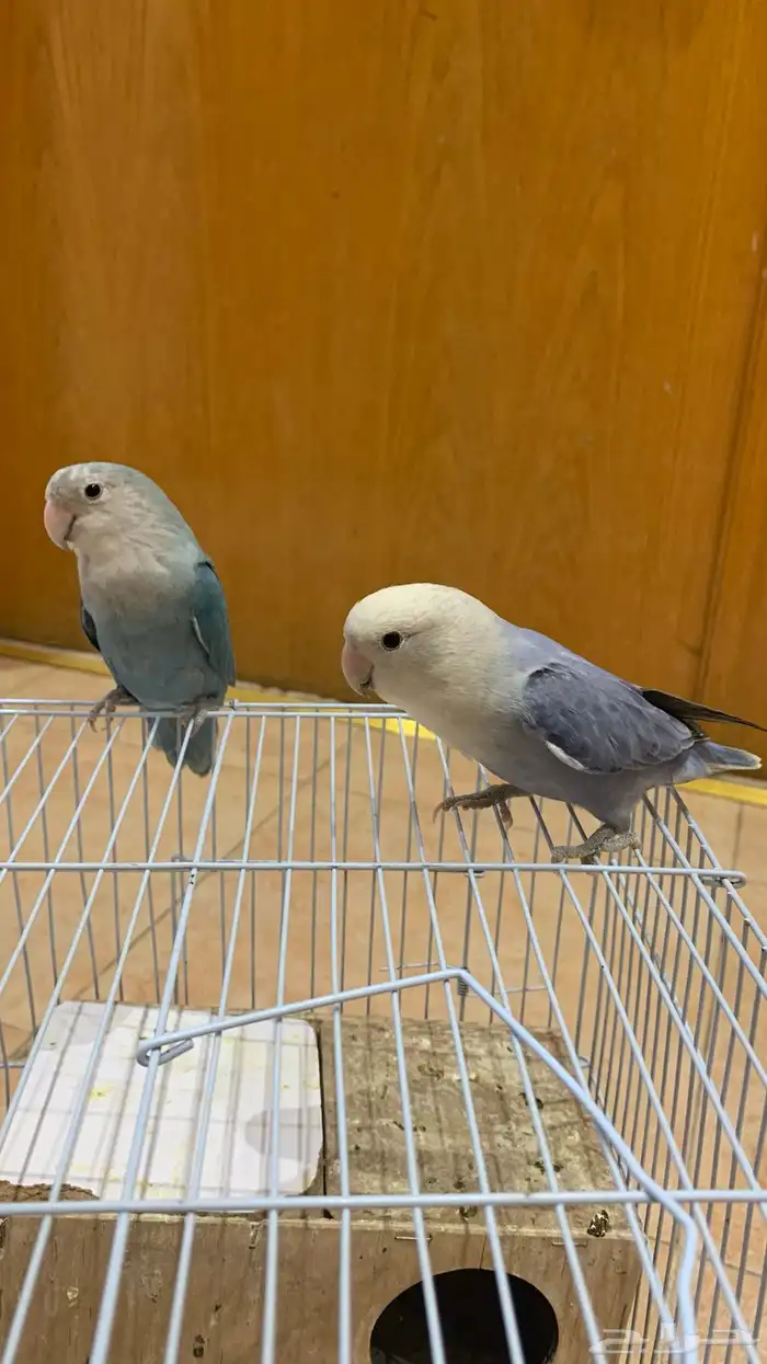 طيور روز منتج اليف 0