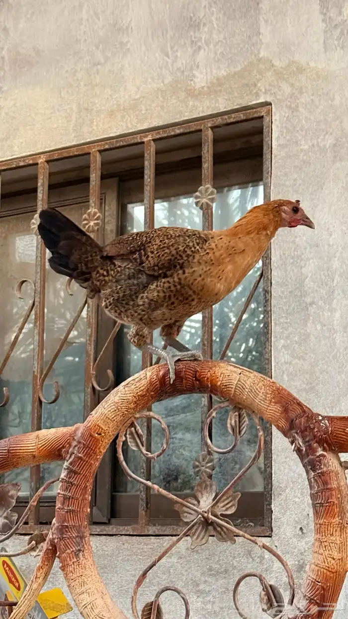 دجاج للبيع 0