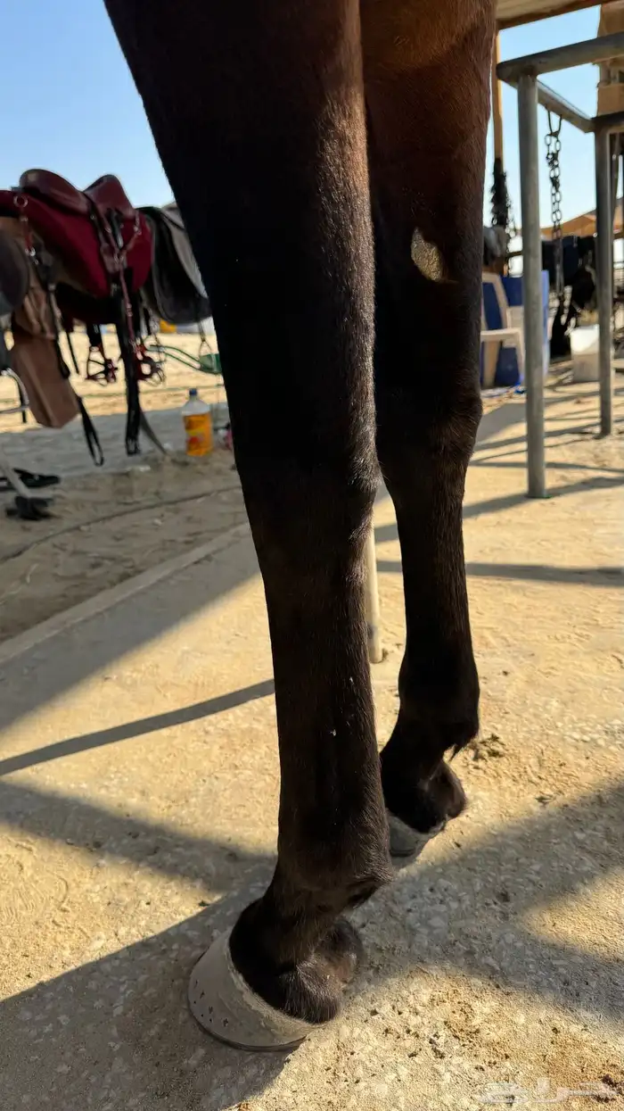 حصان شعبي كوميت 1