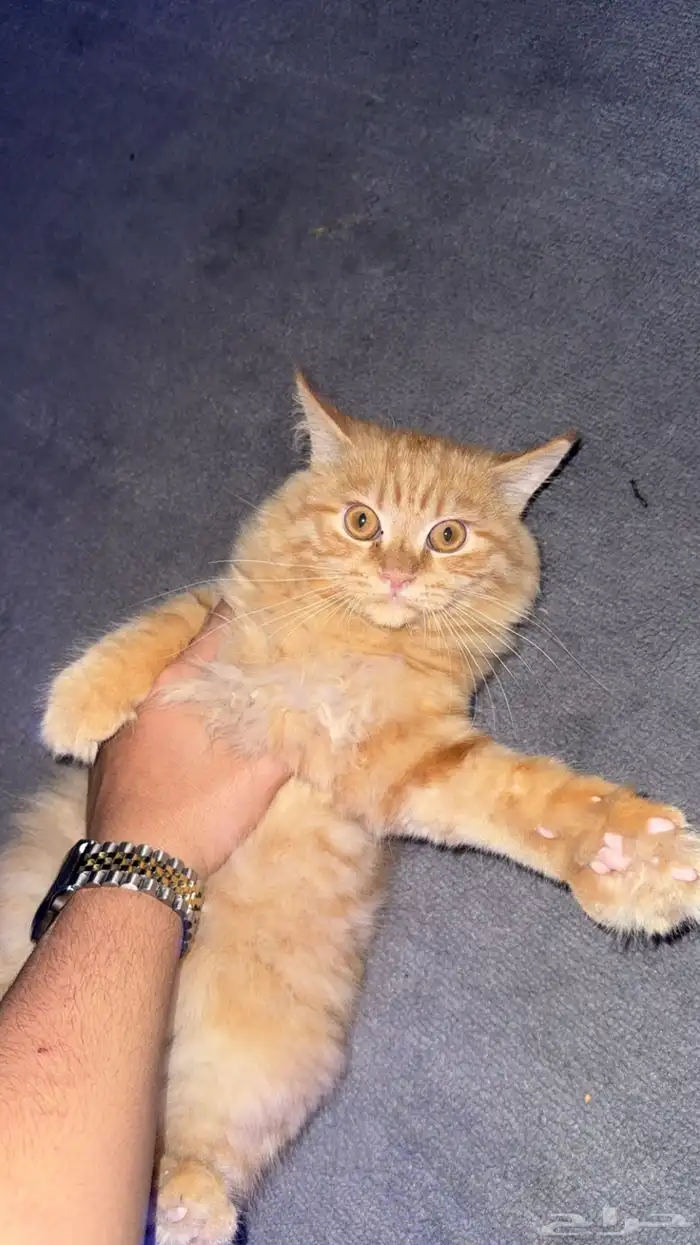 قطوه شيرازي صغيره 1