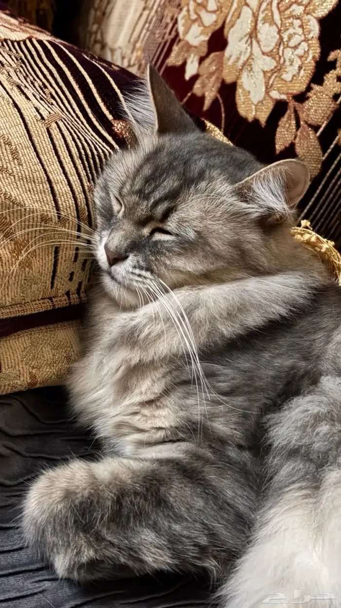 قط مأخوذ بدون علم صاحبه 0