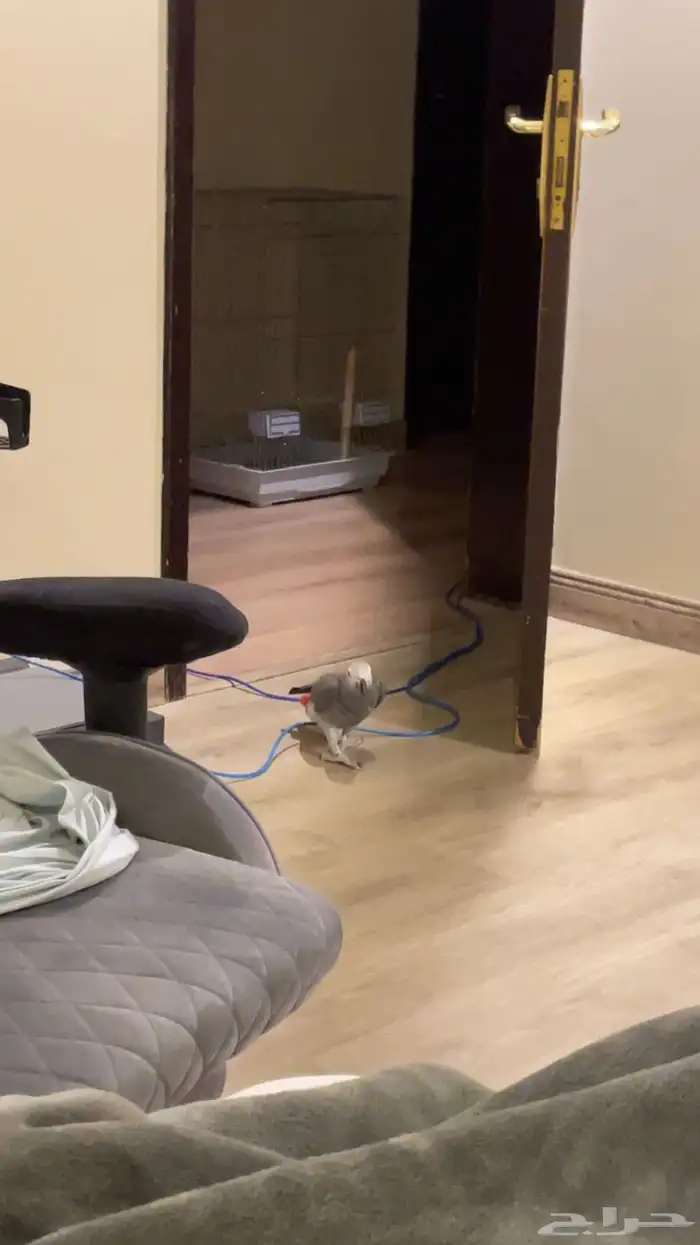 كاسكو هولندي محجل متكلم بالوجه طفرة الريش الناعم 2