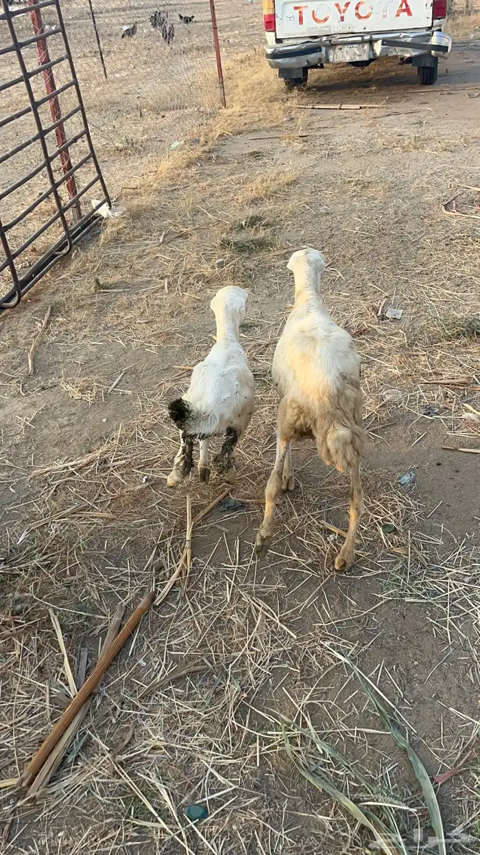 نعجه منتوج 0