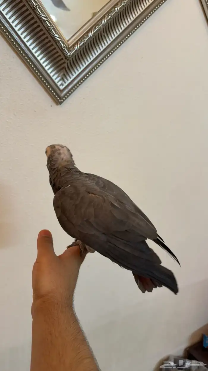 ببغاء كاسكو غيني 2