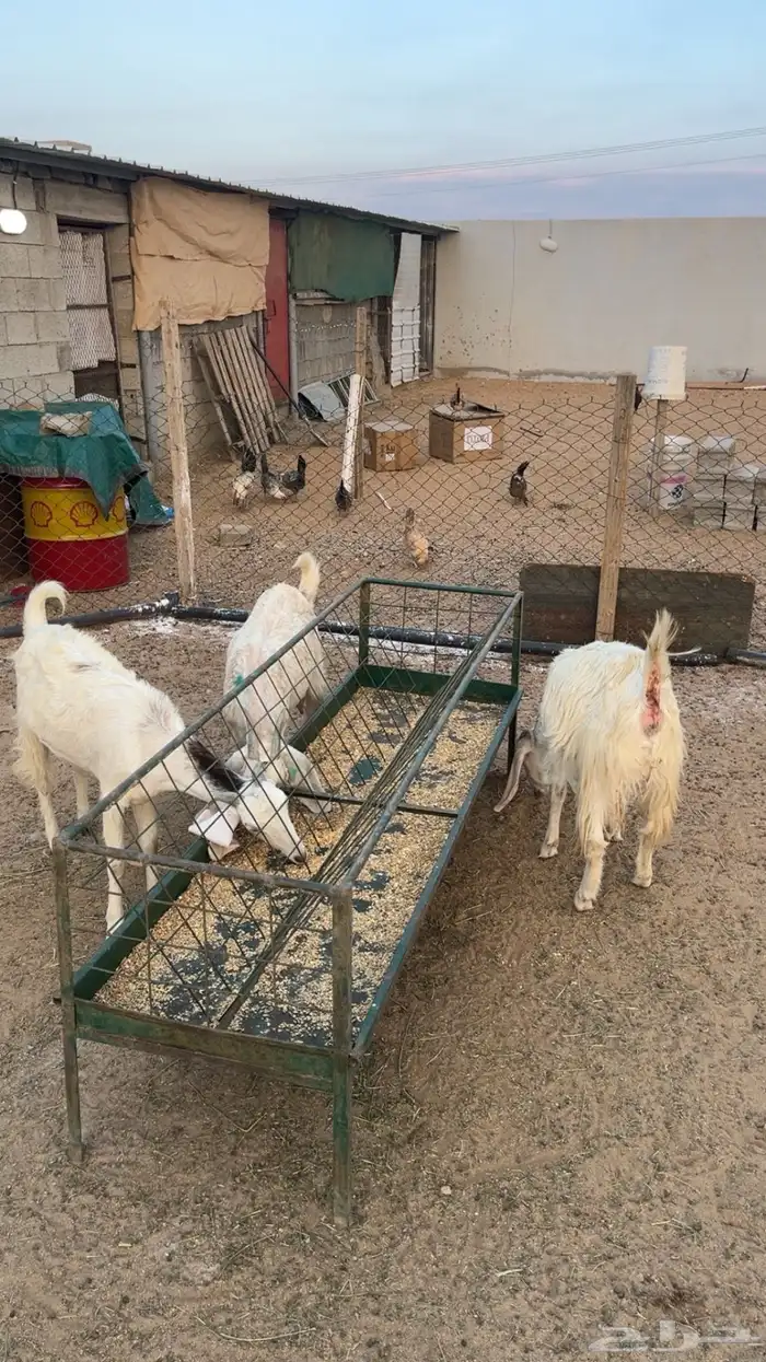 معزا فواخر العدد 3 2