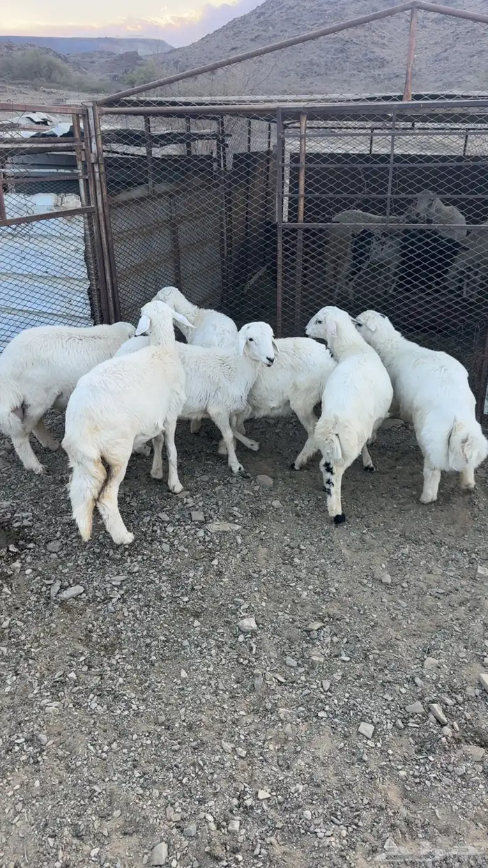 طليان ورخال 1