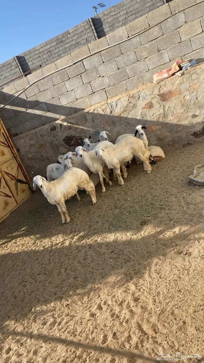 تيوس وخرفان 9