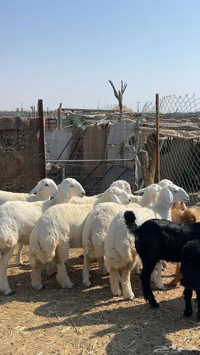 رخال صنف طيبه ( تم البيع ) 2