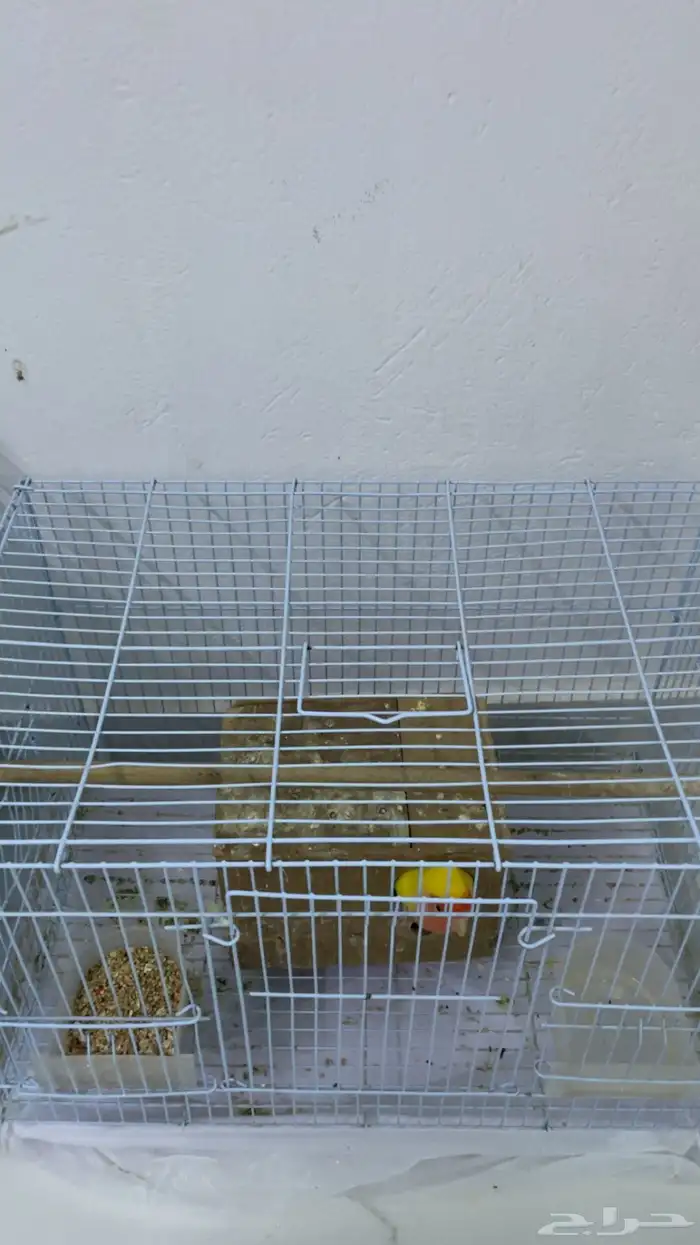 طيز روز للبيع 0