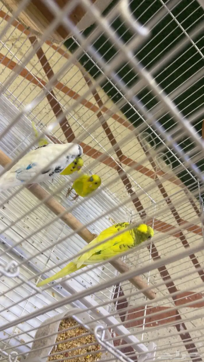 عصافر الحب للبيع 2