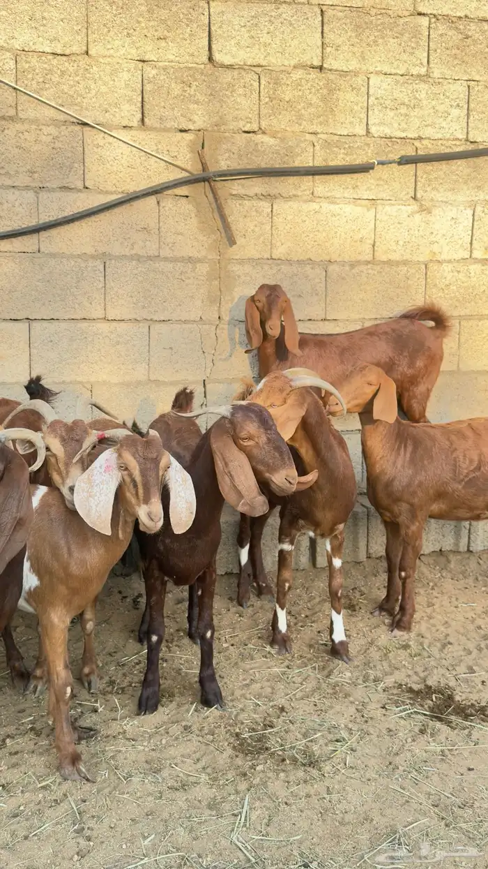 معزا صغار سن 9