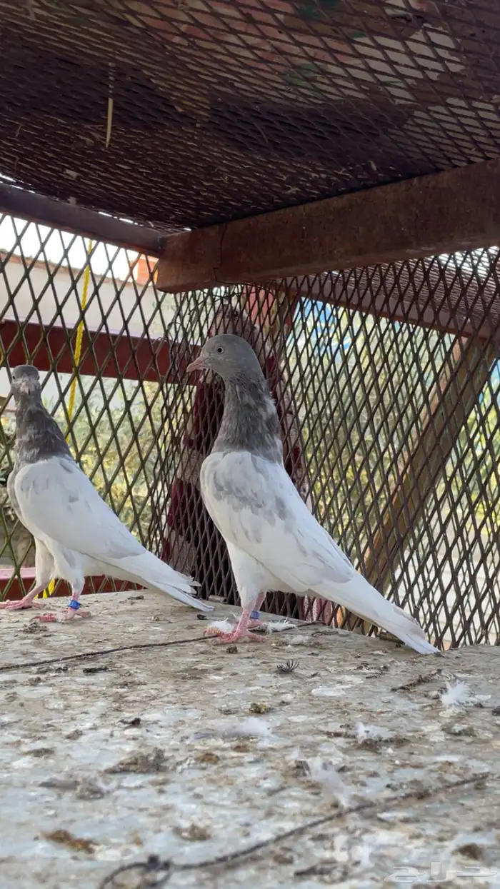 اجوز باكستاني 2