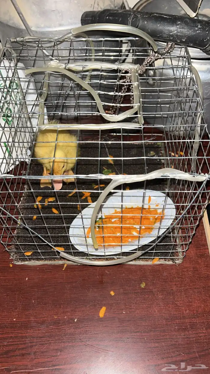 بط صغيرة أليفة 0