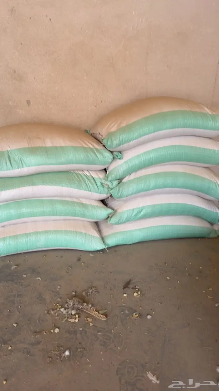 شعير سداسي نضيف خالي من الشوائب للاراضي البعليه 0