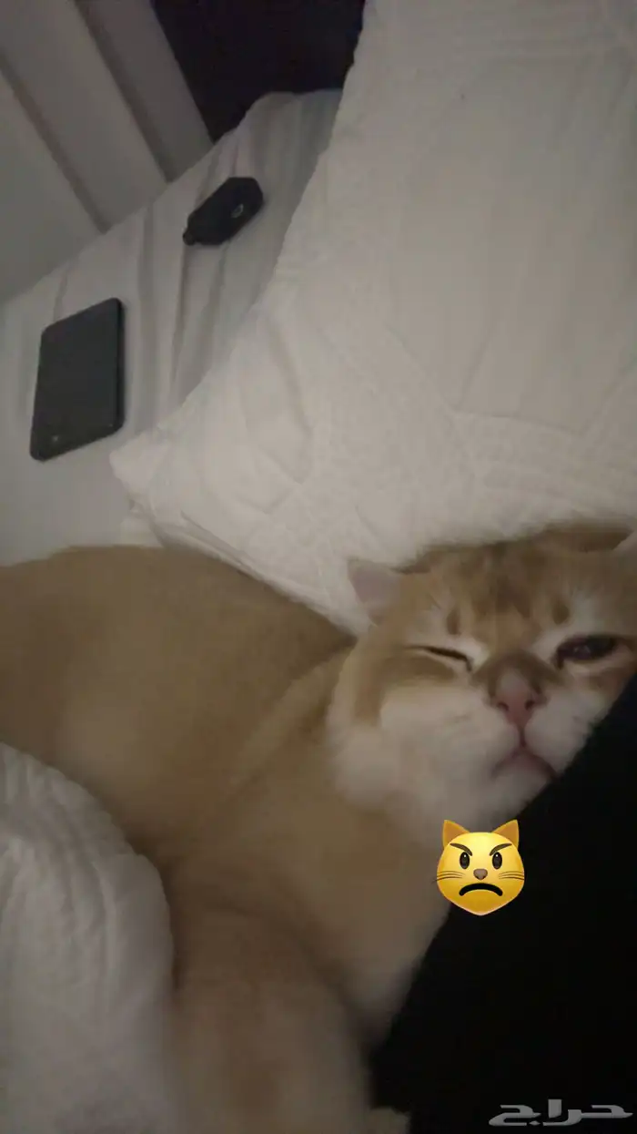 ما شاء الله قط ذكر سكوتش تزاوج 1