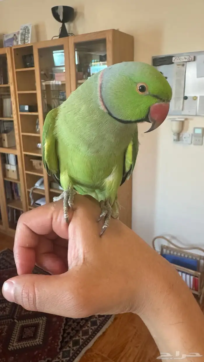 ذكر درة اليف 3