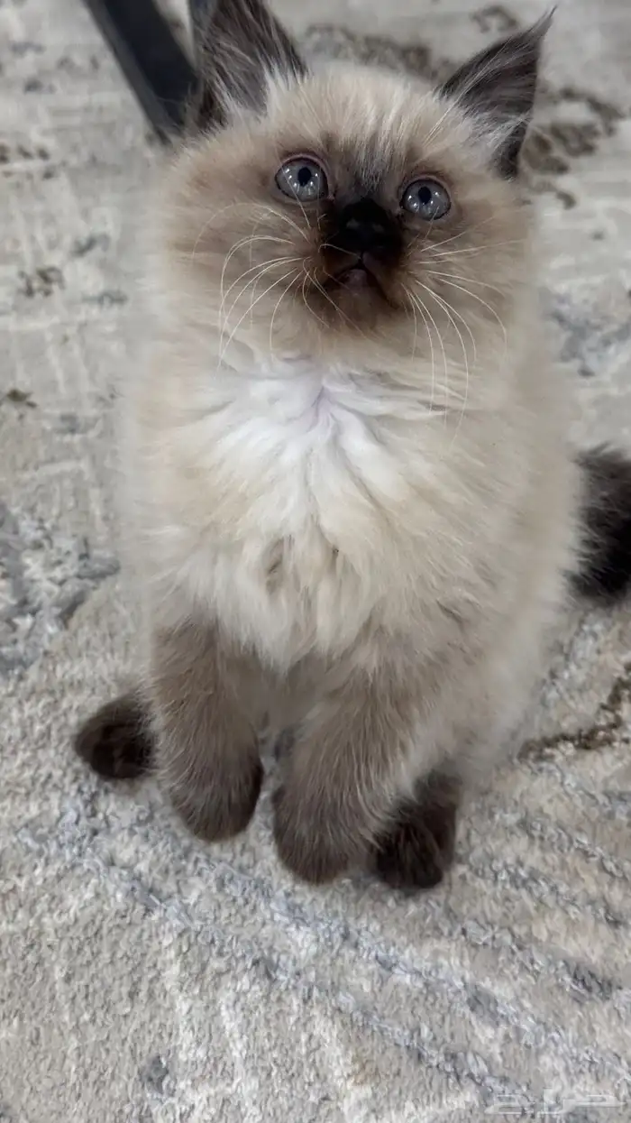 كيتن همالايا للبيع 11