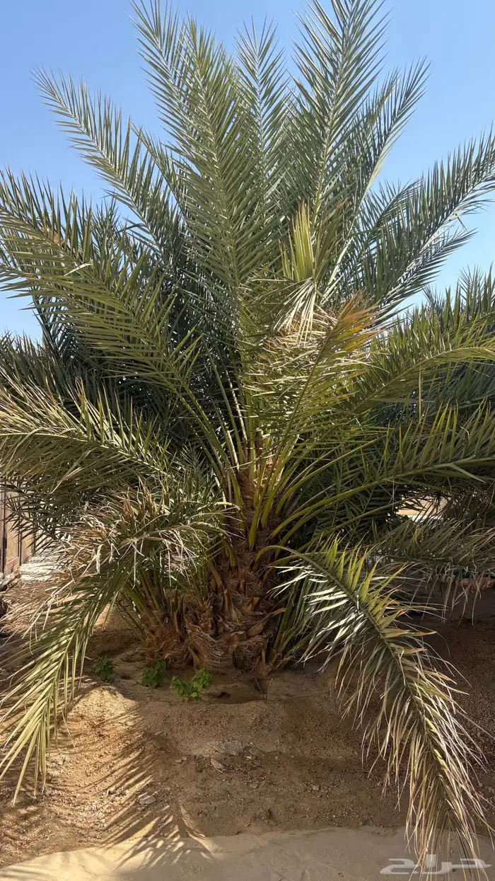 نخل للبيع 1