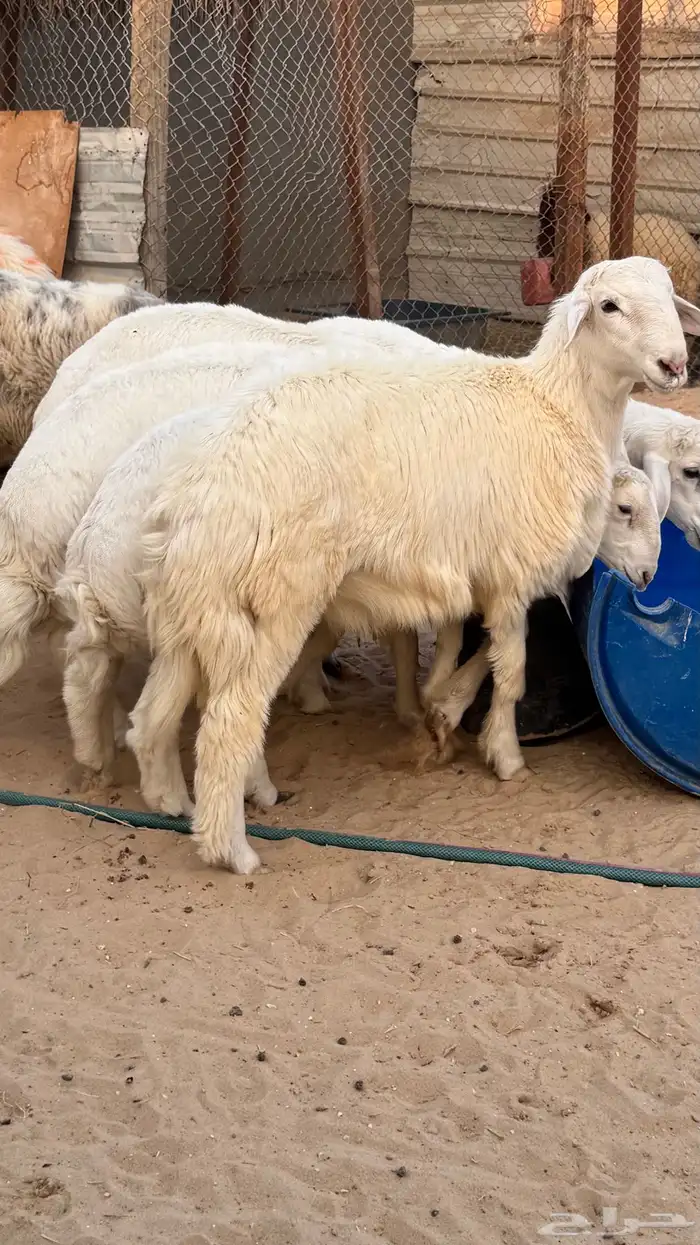 ذبايح حريات 2