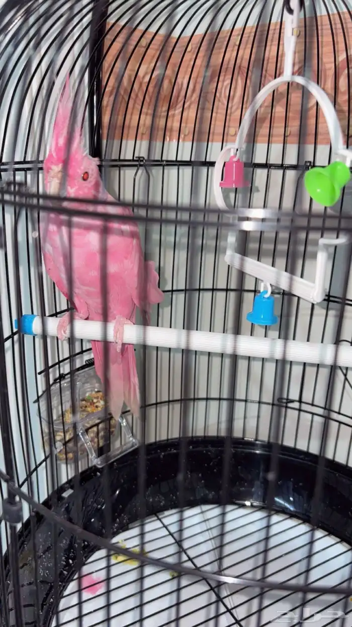 كروان البينو 4 شهور 0