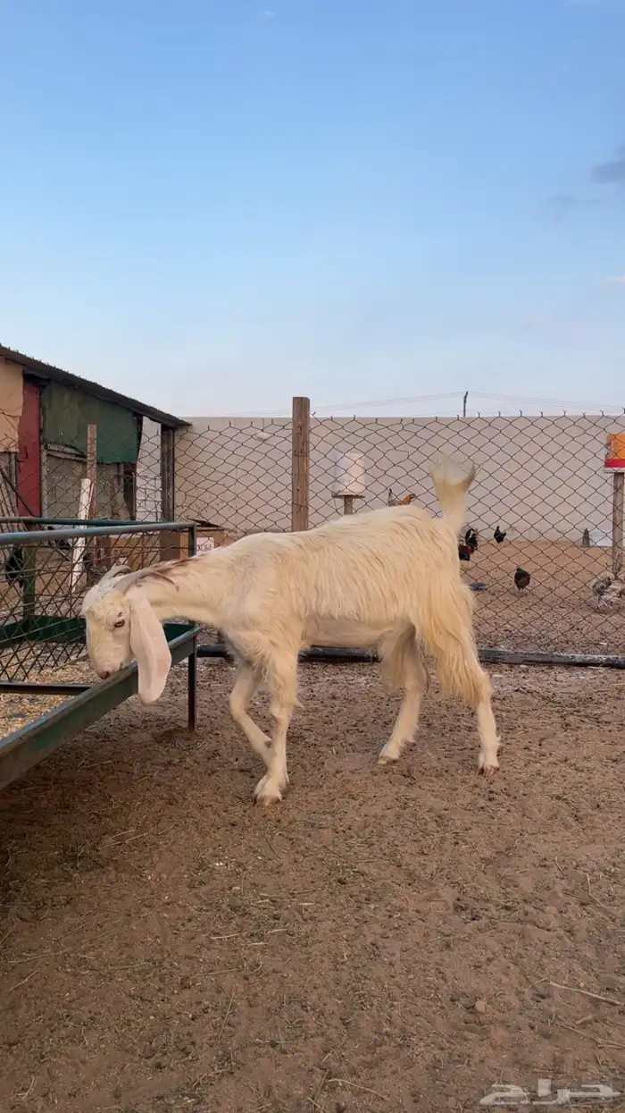 معزا فواخر العدد 3 0