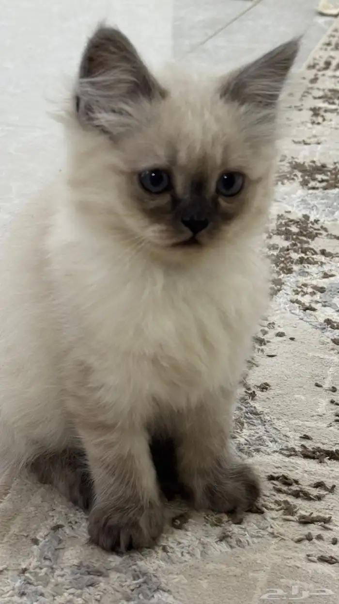 كيتن همالايا للبيع 15