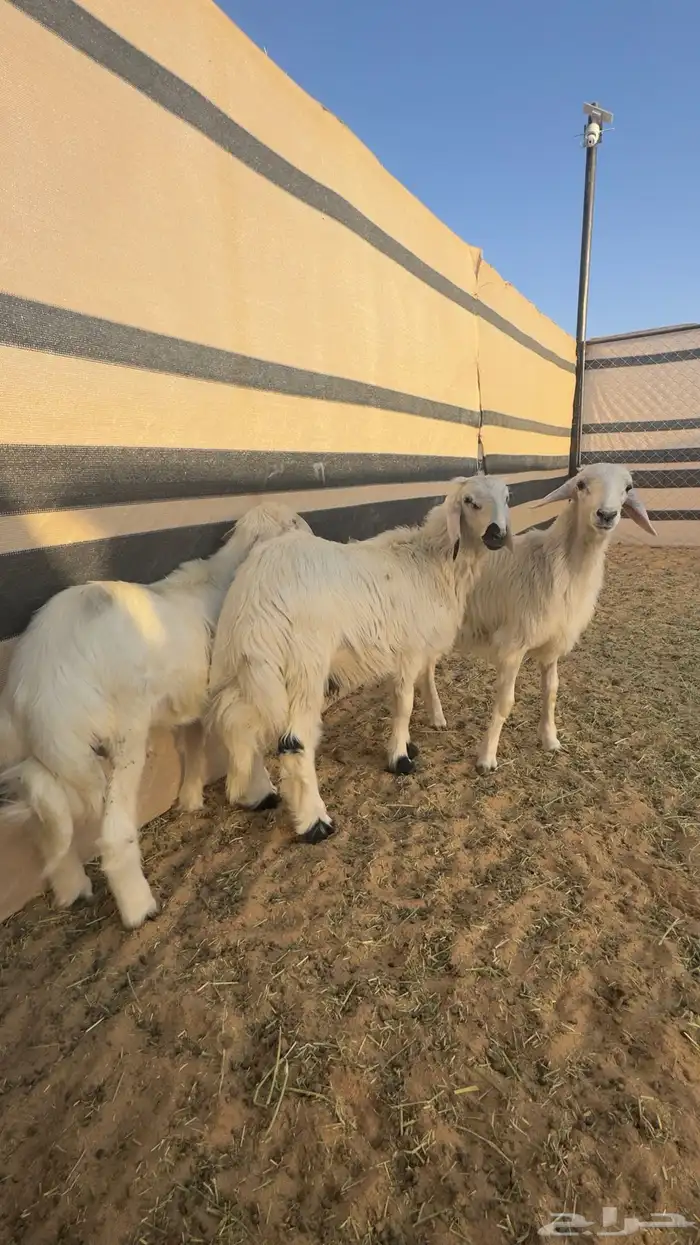 خرفان صفر بلديات مشروطه نظافه وسمان 0