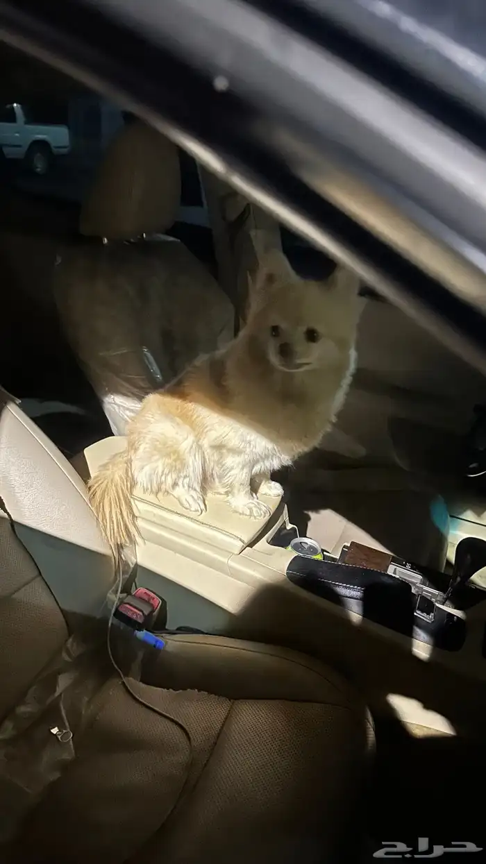 كلبه للبيع 1