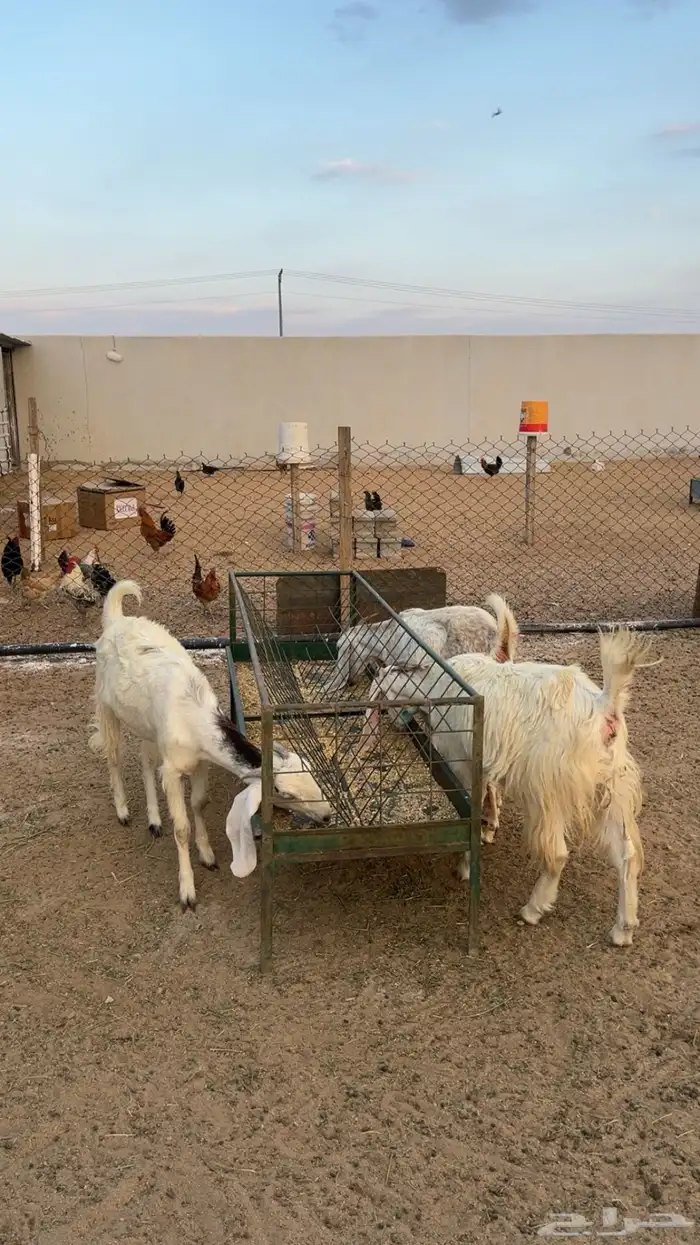 معزا فواخر العدد 3 1