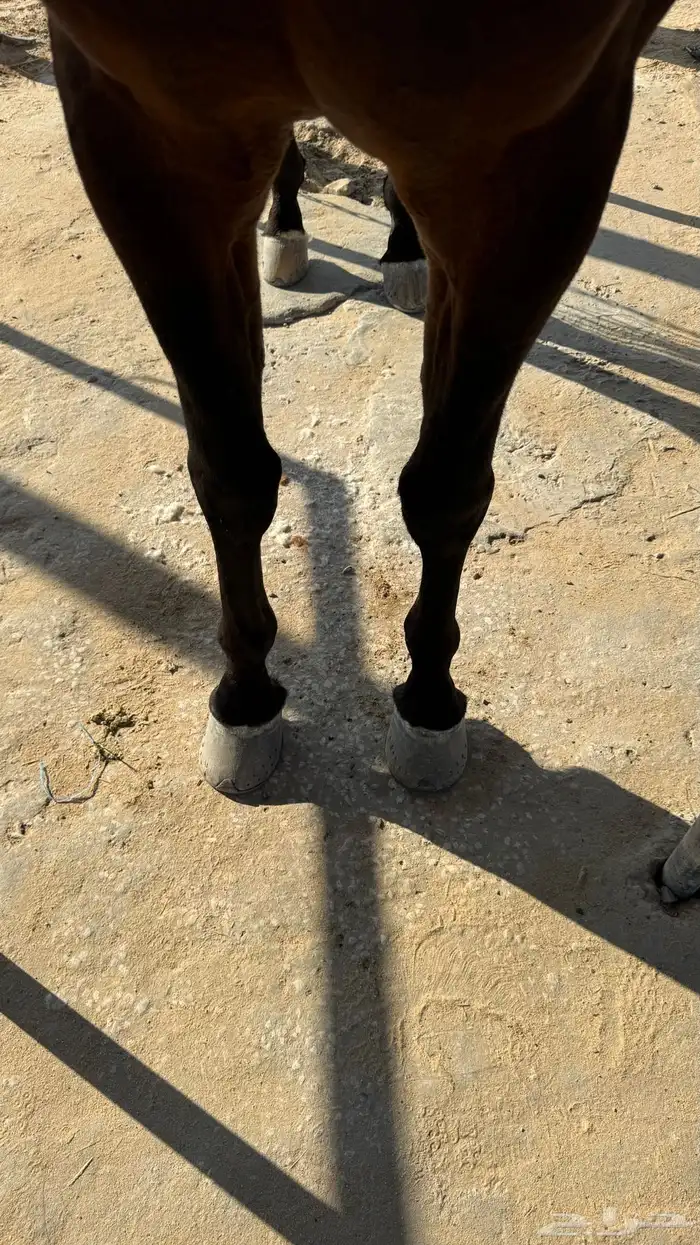 حصان شعبي كوميت 0