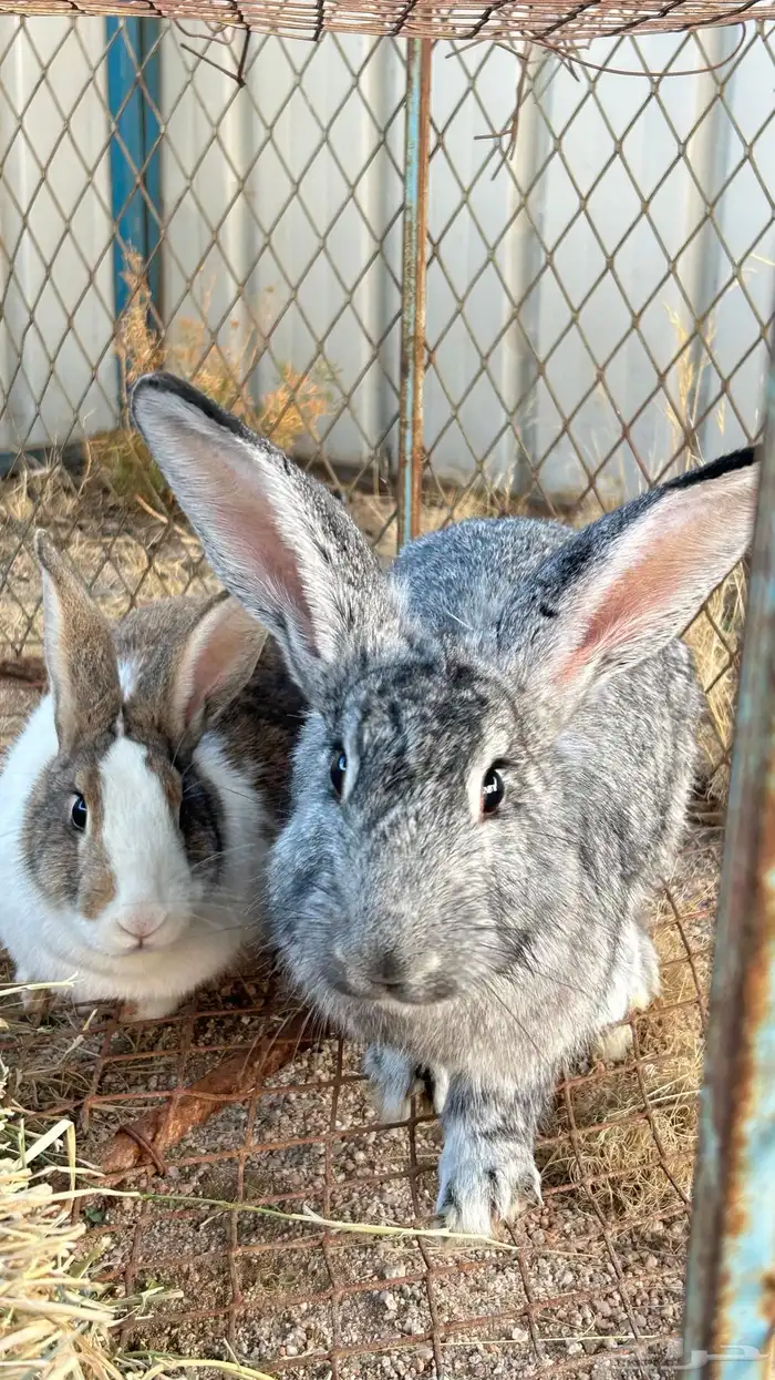 ارانب للبيع 5