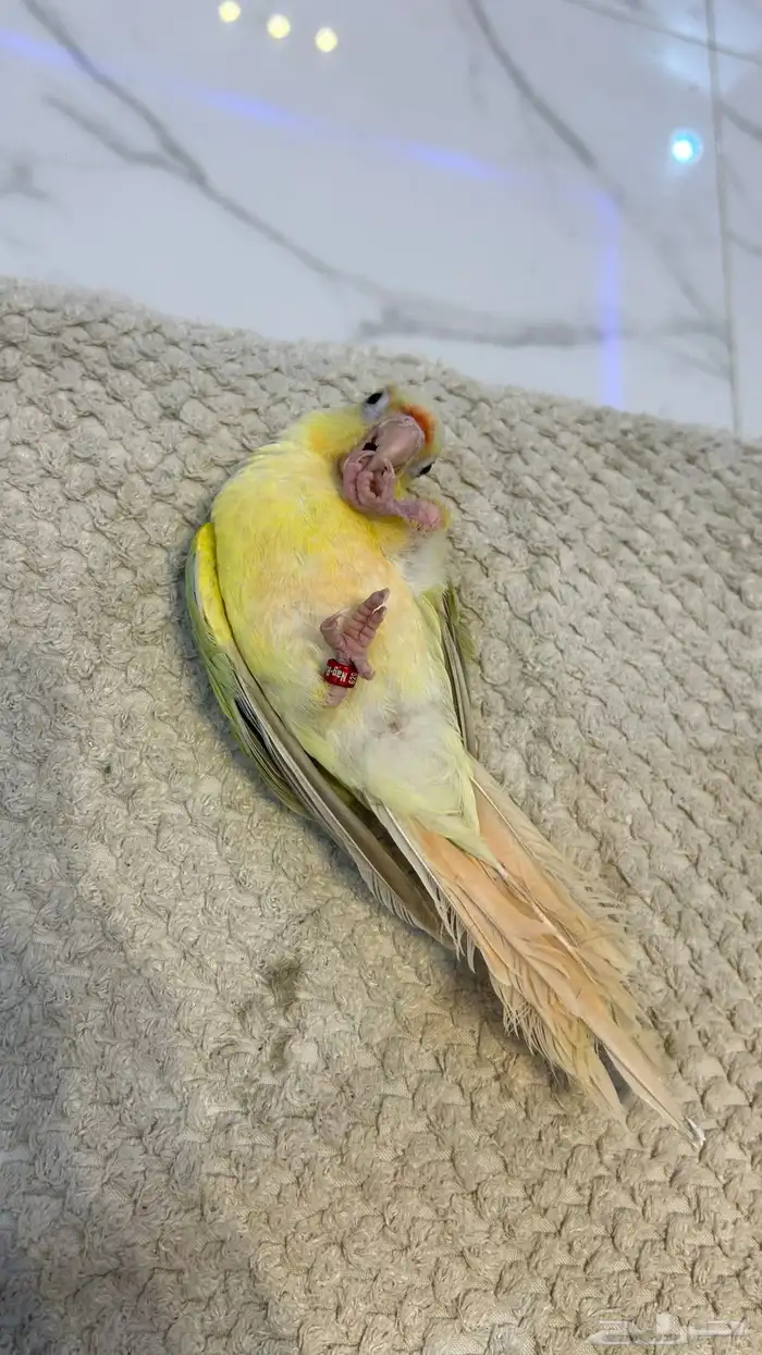 كنيور مون شيك هدد خارجي ( عرض خاص ) 6