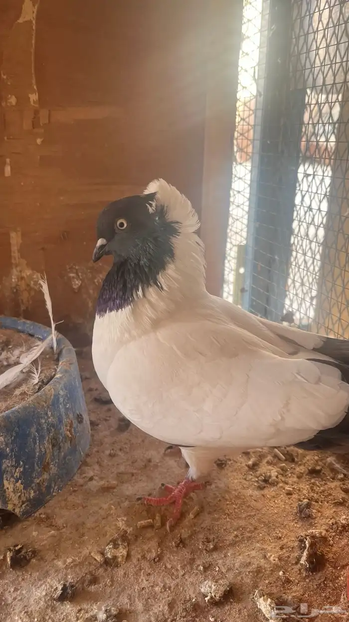 أنثى حمام ارباش سوداني أمريكي 0