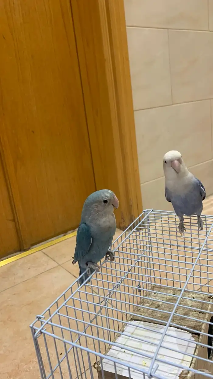 طيور روز منتج اليف 5