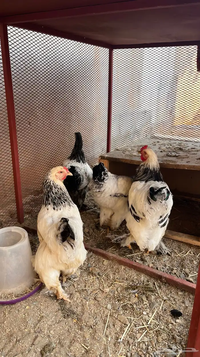 دجاج براهما 0