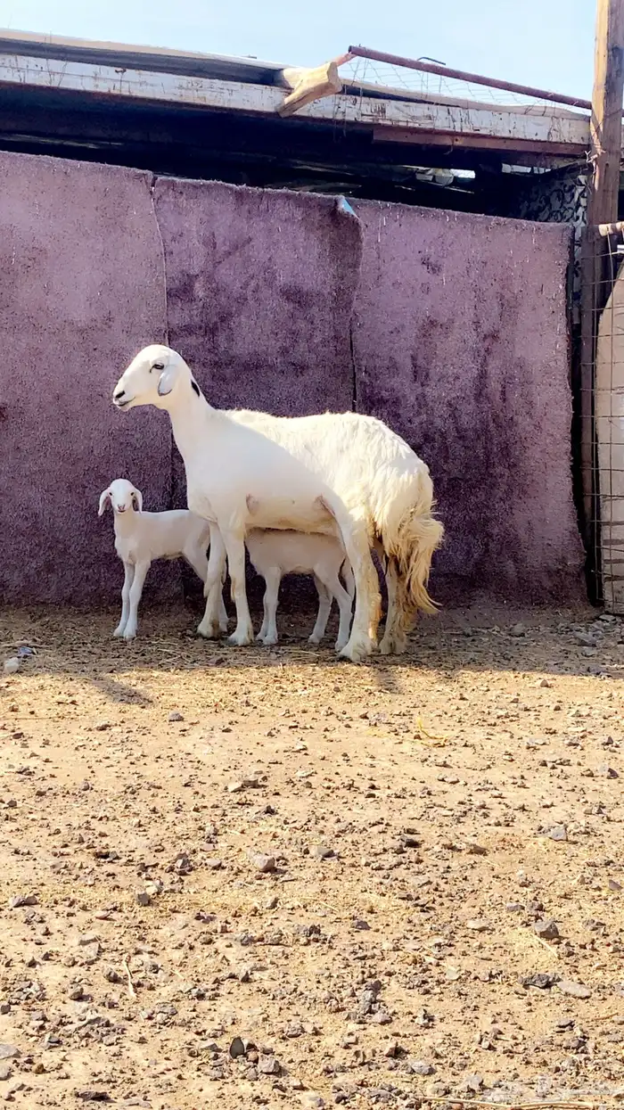 رخل والد تم البيع 0