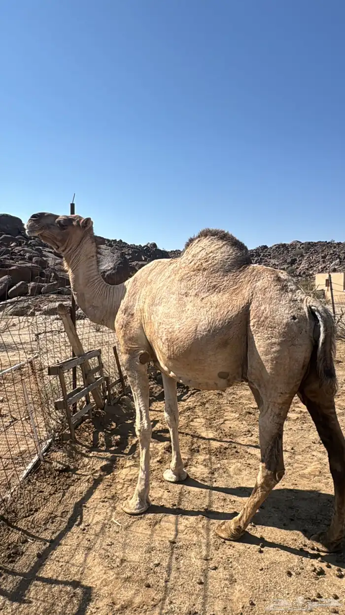 ناقه ملاقي 1