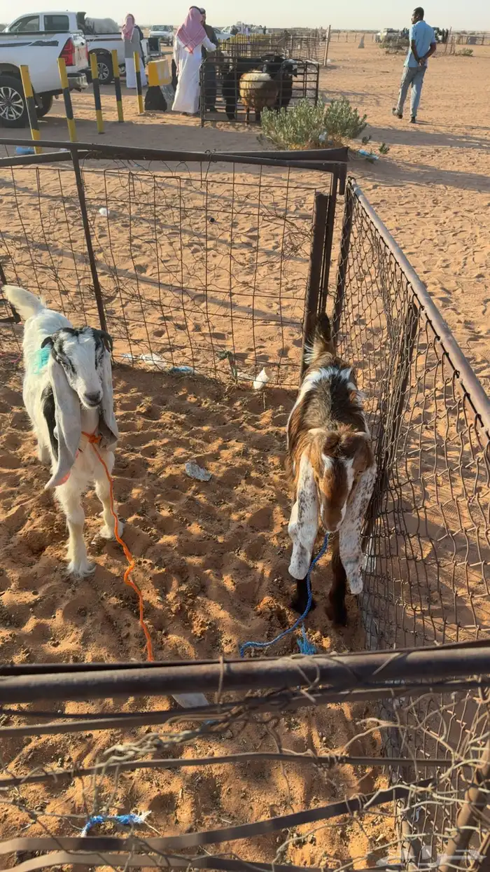 عنق سمان ذبايح 3