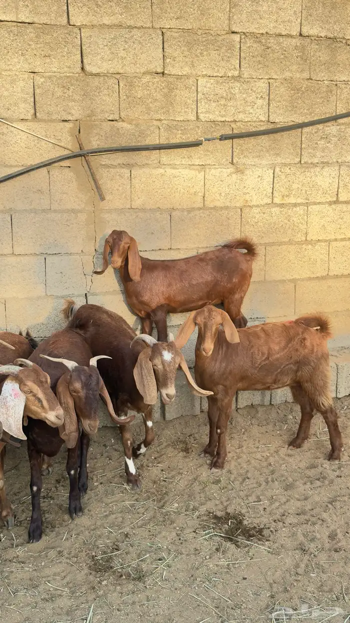 معزا صغار سن 10