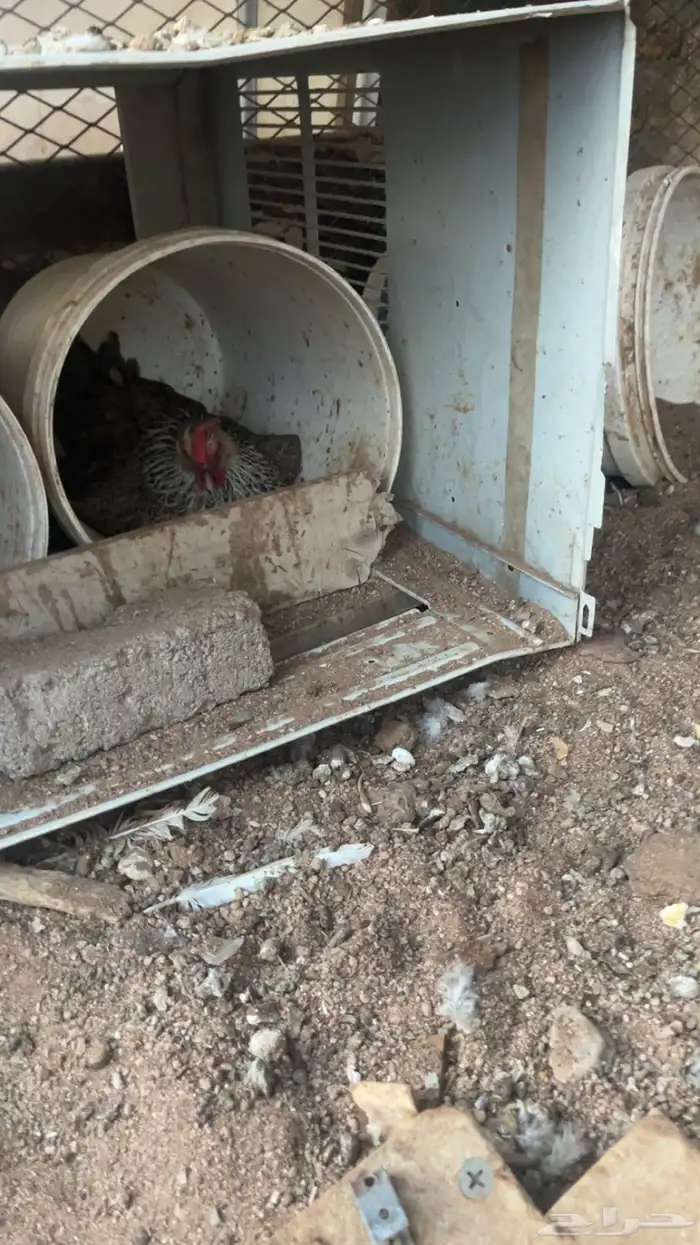 للبيع دجاج 3