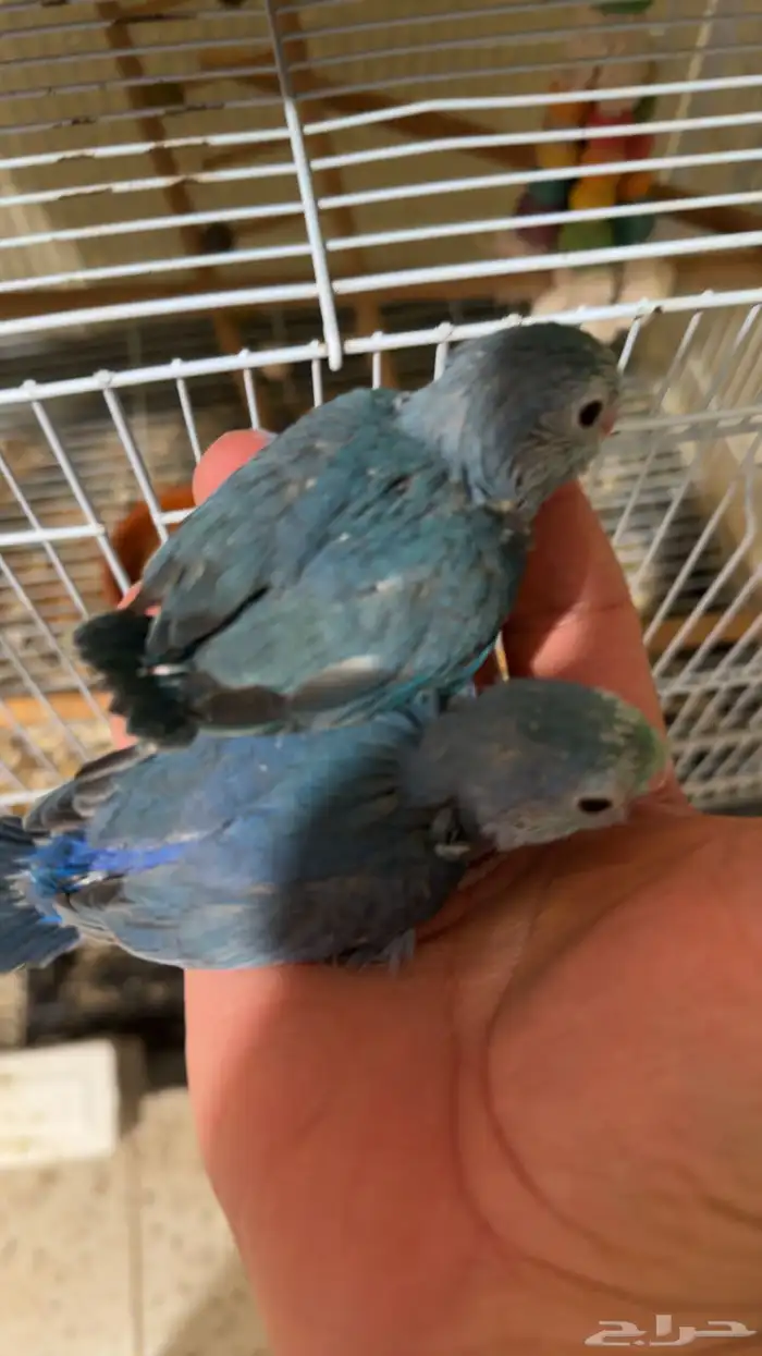 مسني روز بارتوليت 2