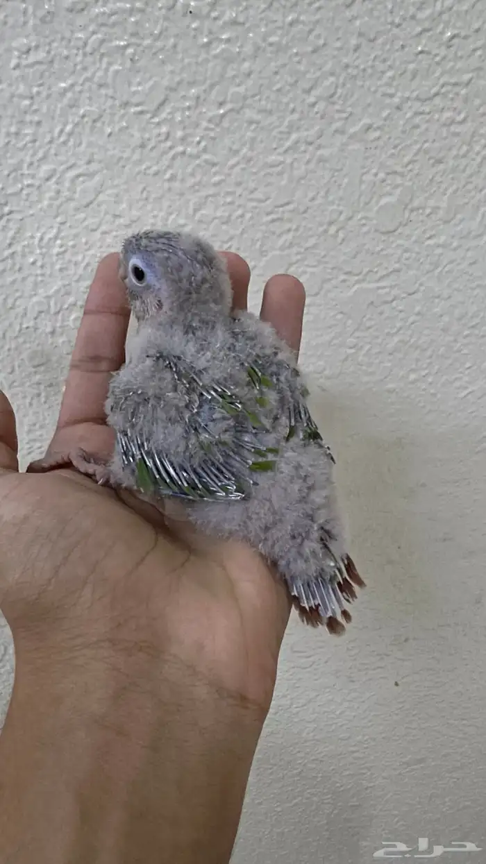 فرخ كنيور اناناس 0