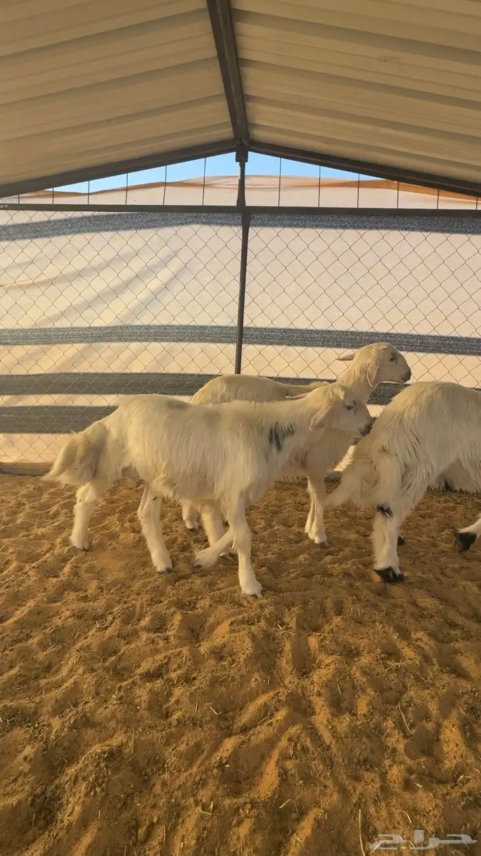 خرفان صفر بلديات مشروطه نظافه وسمان 3