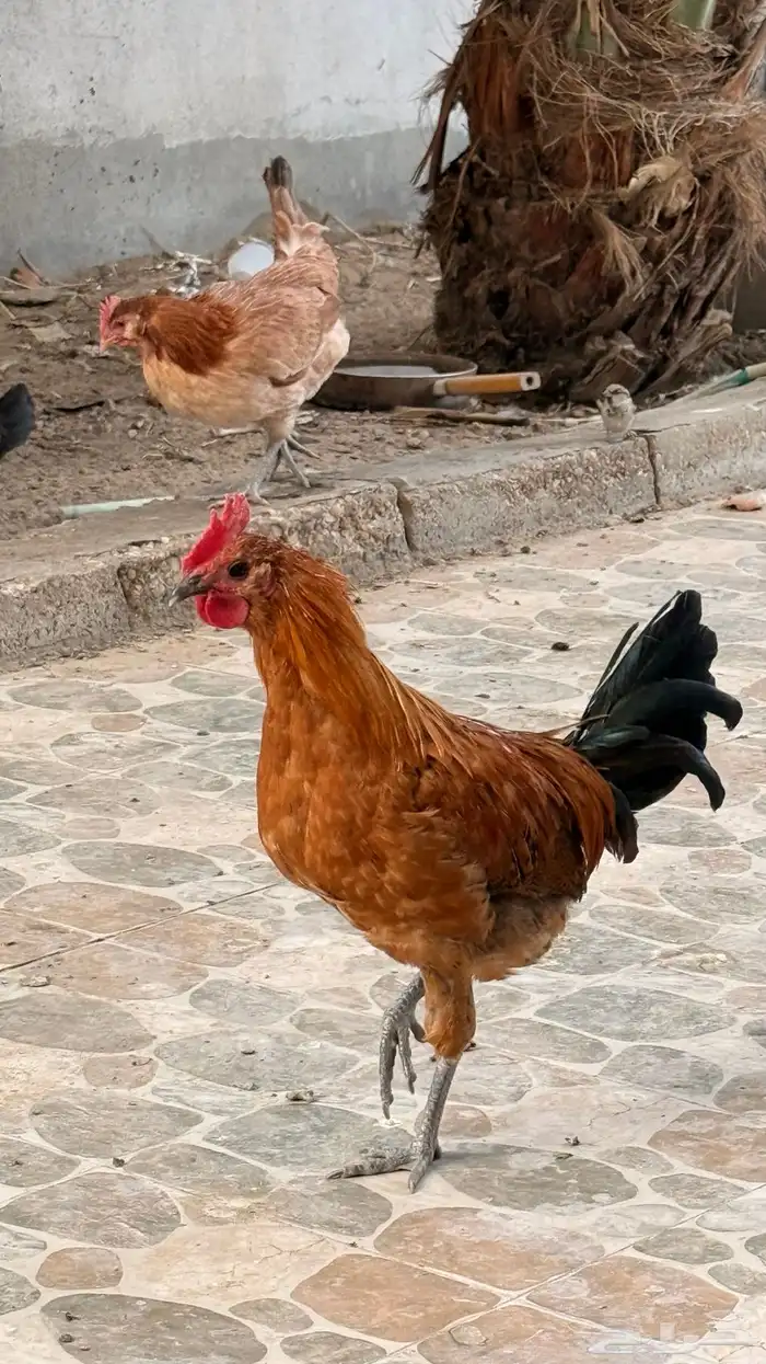 دجاج للبيع 1