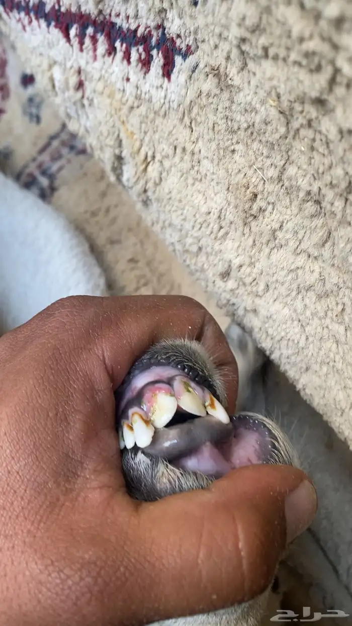 رخل والد تم البيع 1