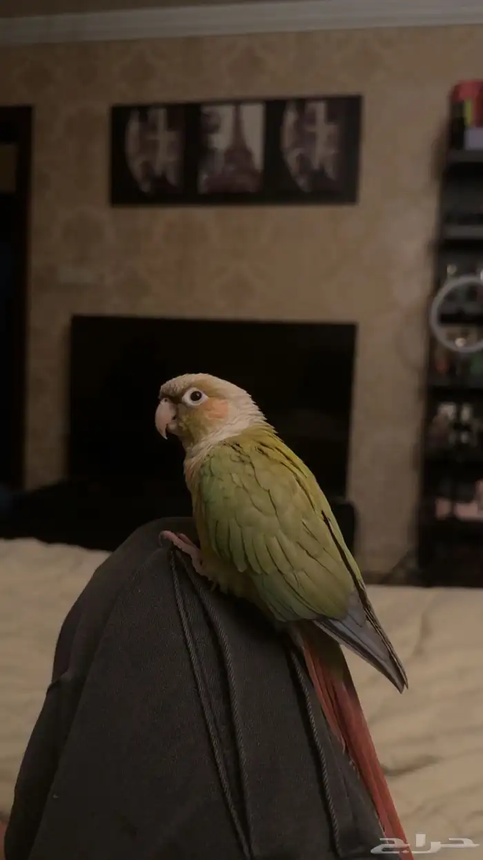 ببغاء كنيور اناناس 1
