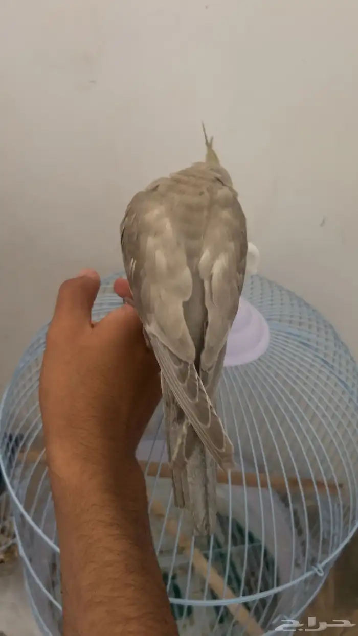 كروان انثى للبيع 0