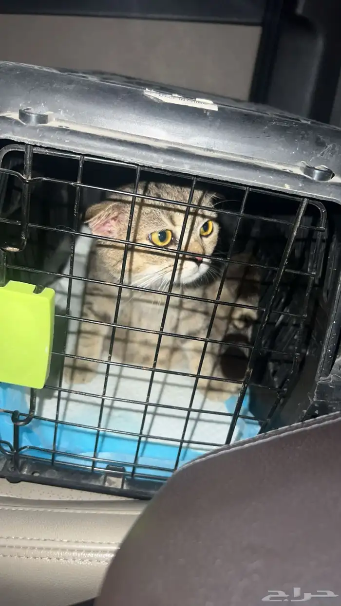 قطه سكوت فولد 1