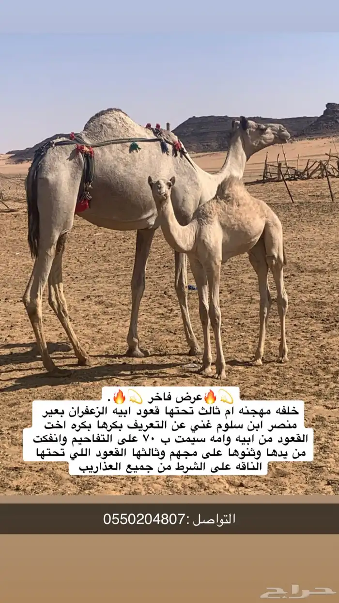 خلفه اصيل منتج وعلى الشرطط 0