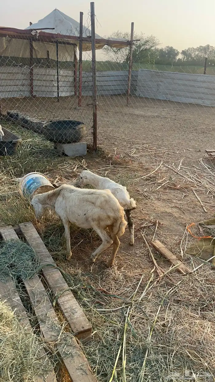 نعجه منتوج 5